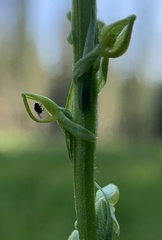 Platanthera yosemitensis