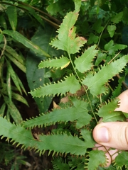 Lygodium japonicum