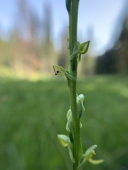 Platanthera yosemitensis