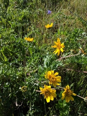Balsamorhiza macrolepis