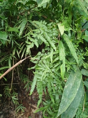 Lygodium japonicum