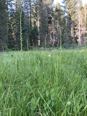 Platanthera yosemitensis
