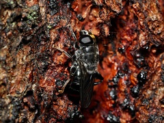 Malometasternum rufocaudatum