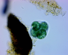 Glaucocystis
