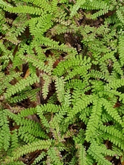 Adiantum diaphanum