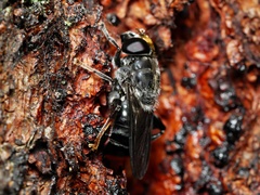 Malometasternum rufocaudatum