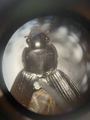 Anisodactylus binotatus