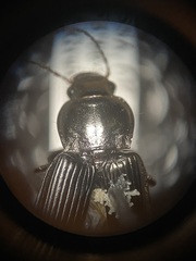 Anisodactylus binotatus