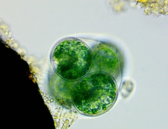 Glaucocystis