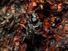 Malometasternum rufocaudatum