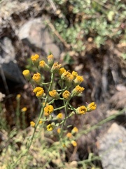 Erigeron inornatus keilii
