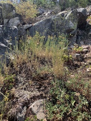 Erigeron inornatus keilii
