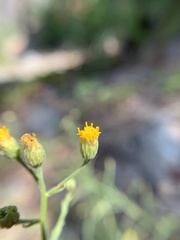 Erigeron inornatus keilii