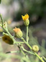 Erigeron inornatus keilii