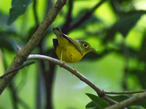 Silberbrillen-Laubsänger (Phylloscopus intermedius)