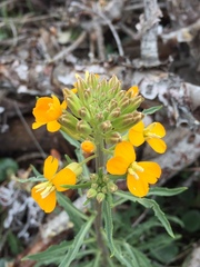 Erysimum capitatum capitatum
