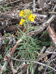 Erysimum capitatum capitatum