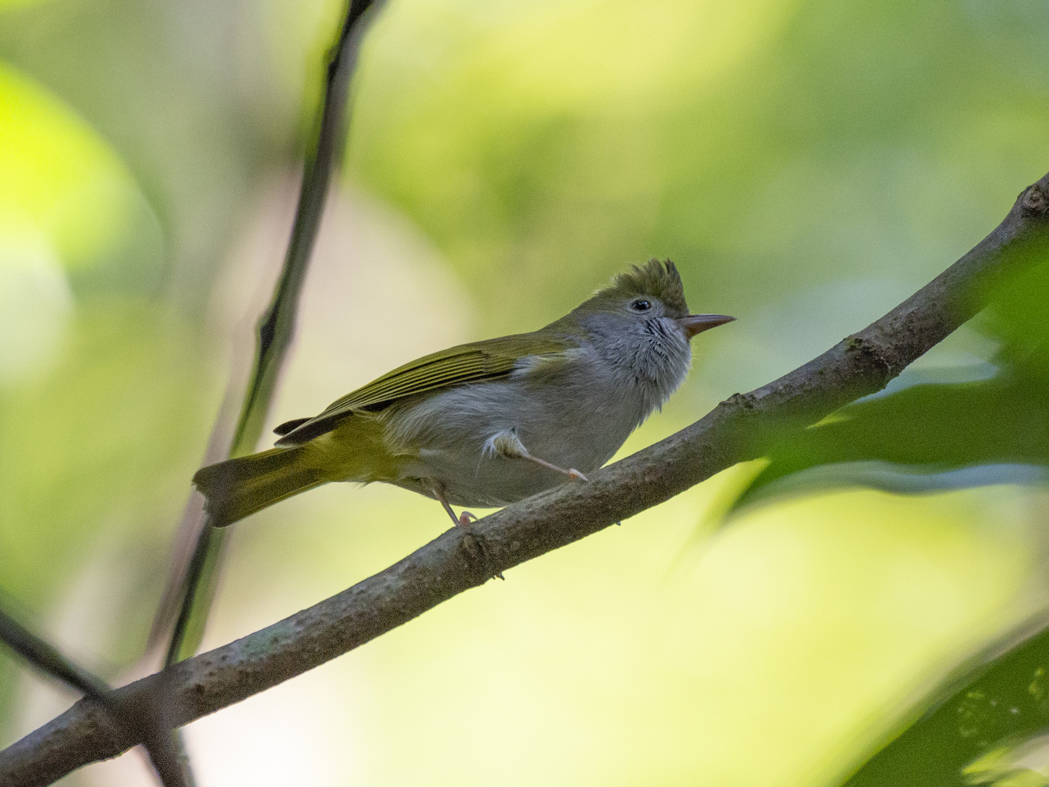 White-bellied Erpornis