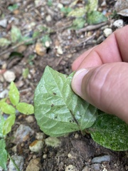 Acanthocheila visenda