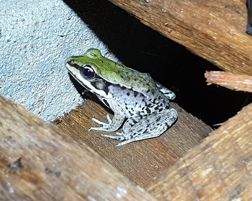 Amazon River Frog from Chácara Toca da Sanã, Alta Floresta on December ...