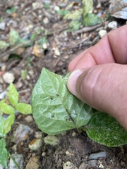 Acanthocheila visenda