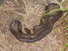 Lampropeltis splendida