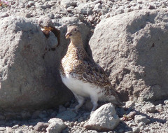 Attagis malouinus