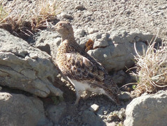 Attagis malouinus