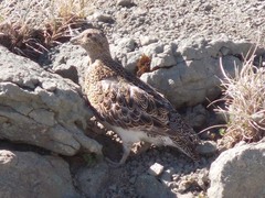 Attagis malouinus