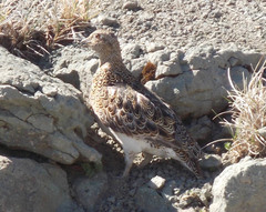 Attagis malouinus