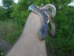 Lampropeltis splendida