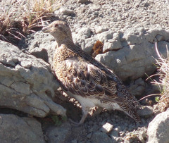 Attagis malouinus