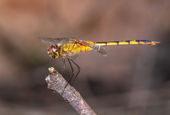 Odonata