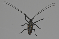 Batocera frenchi