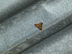 Heterogramma circumflexalis