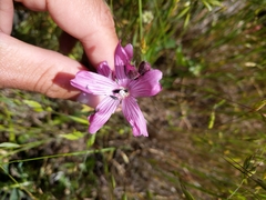 Sidalcea diploscypha