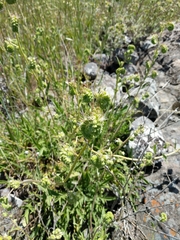 Phacelia imbricata imbricata