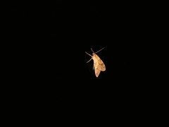 Lophocampa walkeri