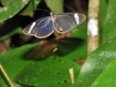 Dismorphia theucharila