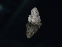 Zale fictilis