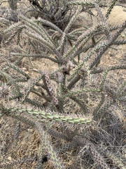 Cylindropuntia thurberi
