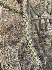 Cylindropuntia thurberi