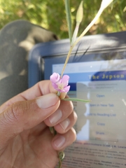 Clarkia gracilis gracilis
