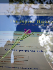 Clarkia purpurea viminea