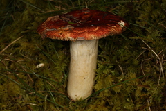 Russula subsulphurea