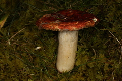 Russula subsulphurea