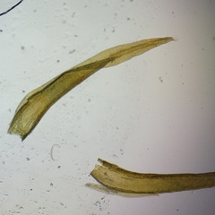 Racomitrium microcarpon