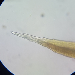 Racomitrium microcarpon