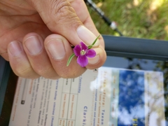 Clarkia purpurea viminea