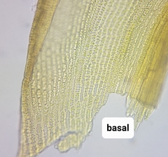 Racomitrium microcarpon